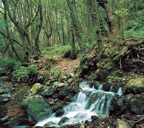 Parque Nacional de Garajonay