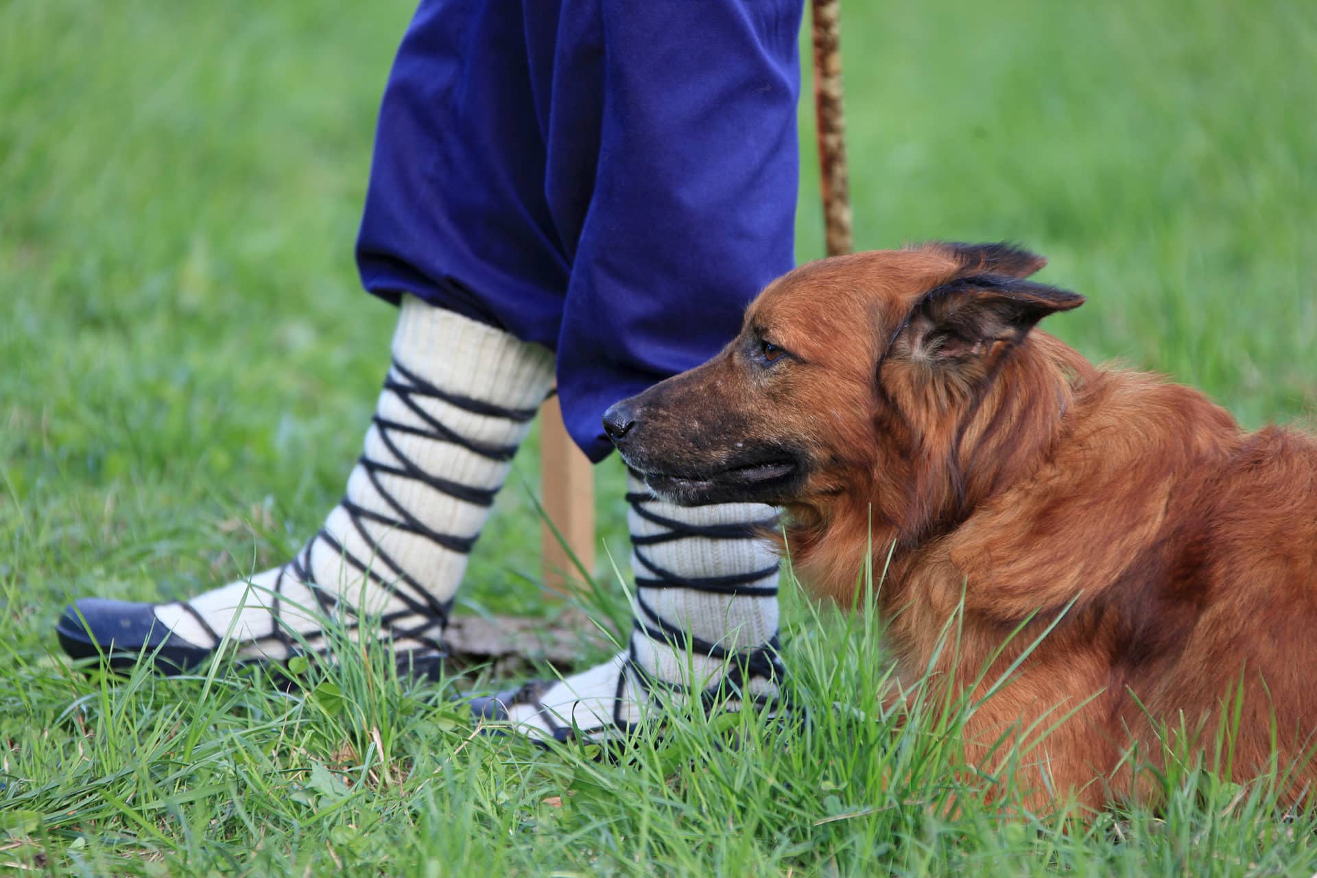 Concursos de perros pastores Quién es el mejor