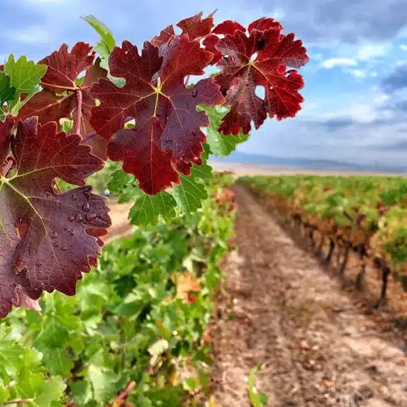 Viñedos de Navarra