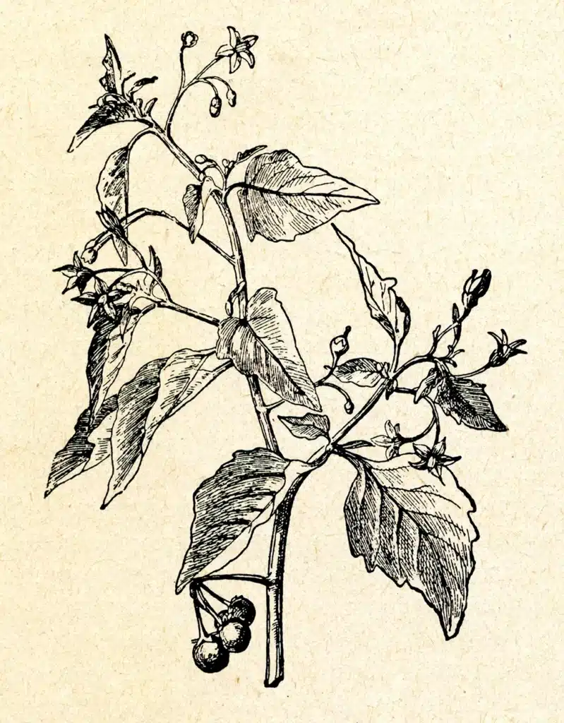 Ilustración botánica de una versión moderna del 'De materia medica' de Dioscórides.