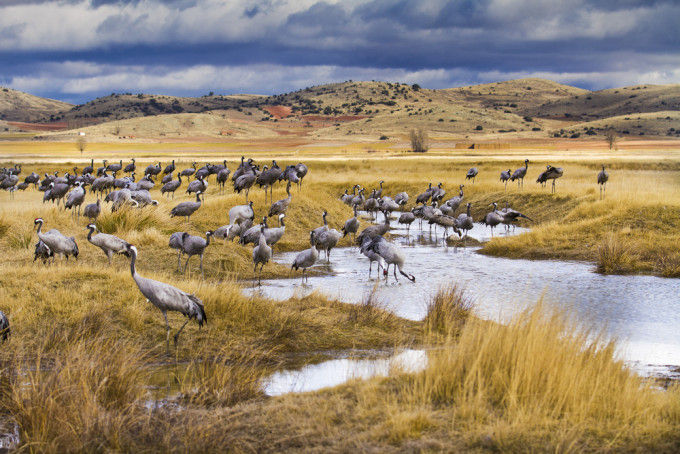 Laguna de Gallocanta