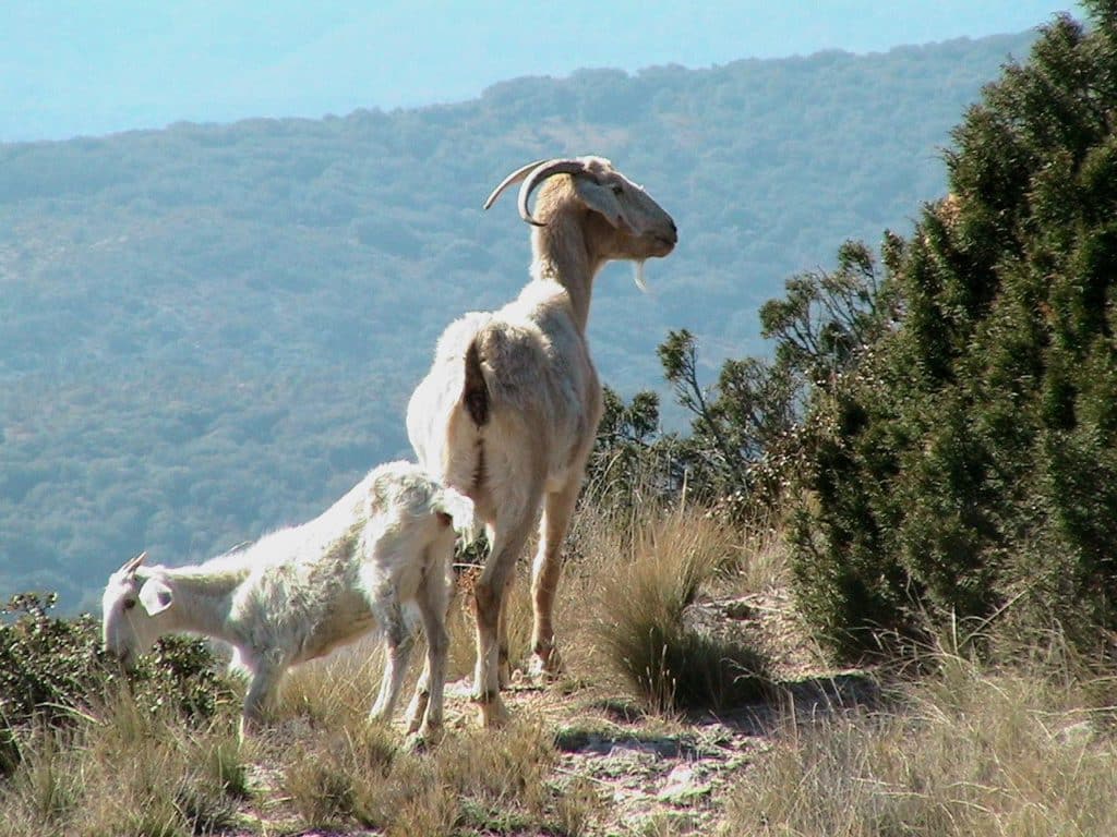 Cabras