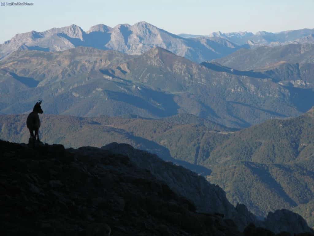 Rebeco en Picos de Europa