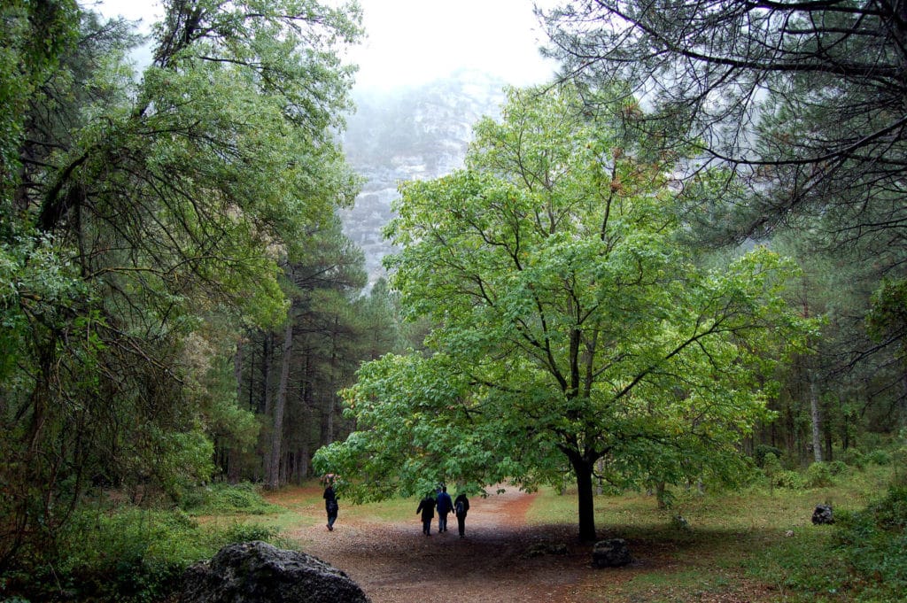 Sendero que lleva al nacimiento del Mundo