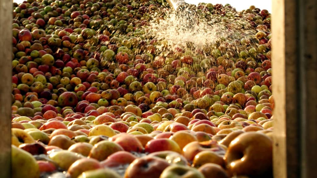 Manzanas entrando al llagar