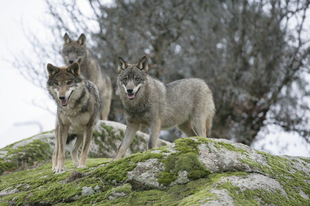 Introducir 70+ imagen lobos salvajes en españa