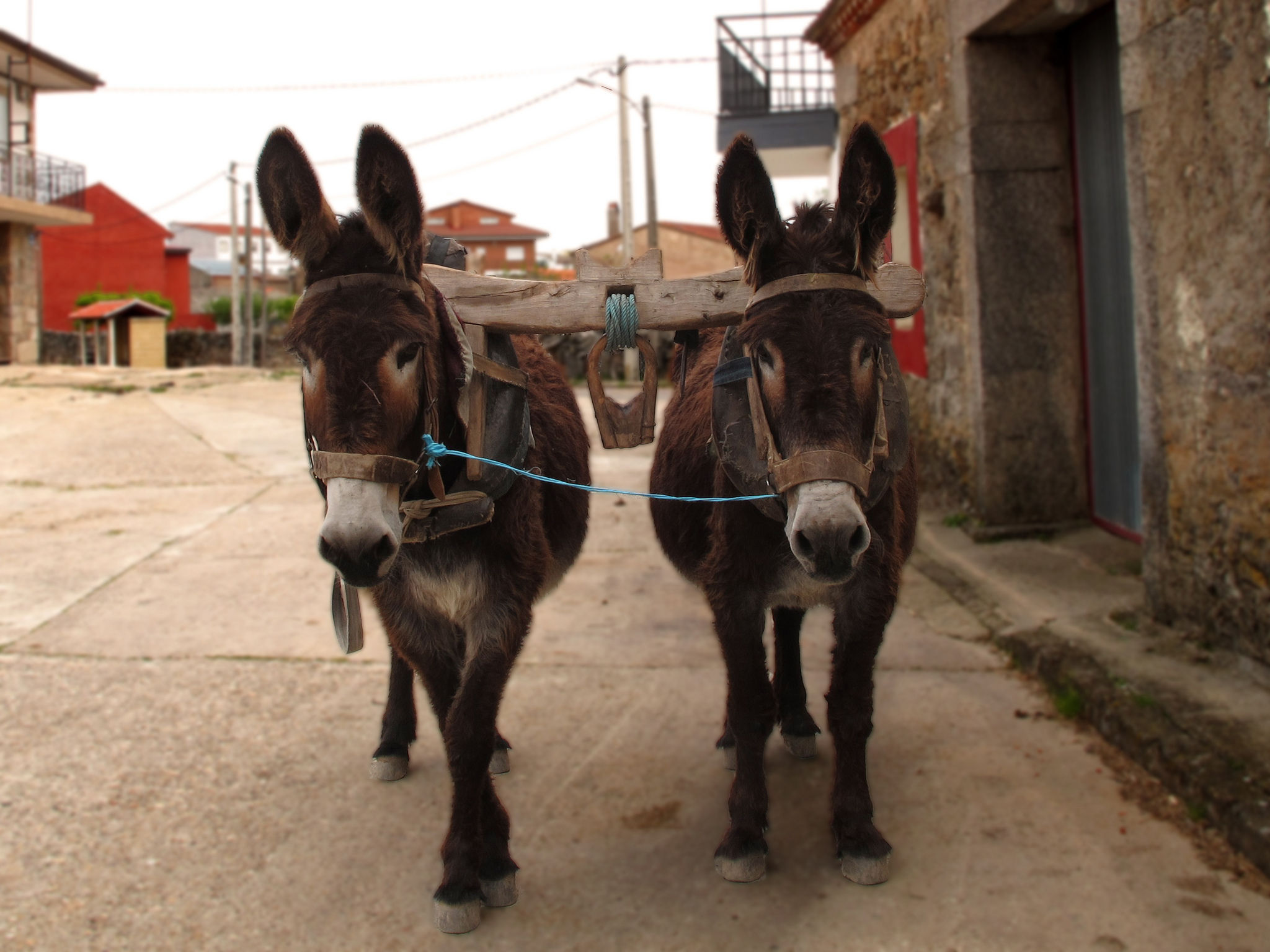 Los burros zamoranos que protegÃ­an a las ovejas