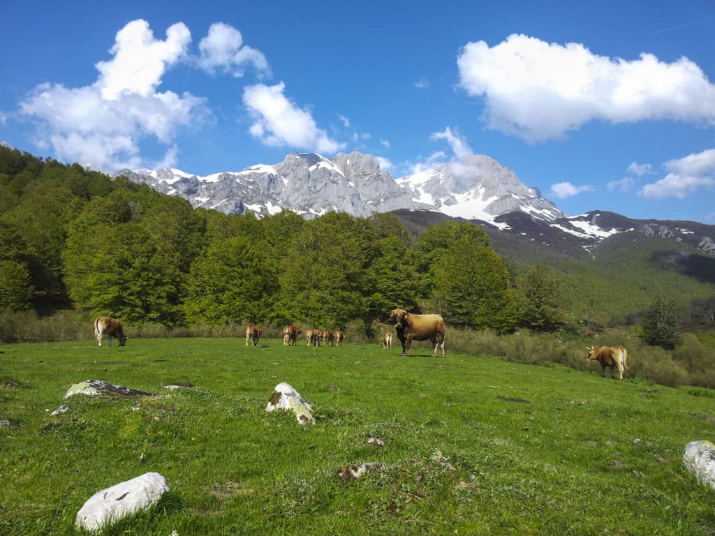 Picos de Europa