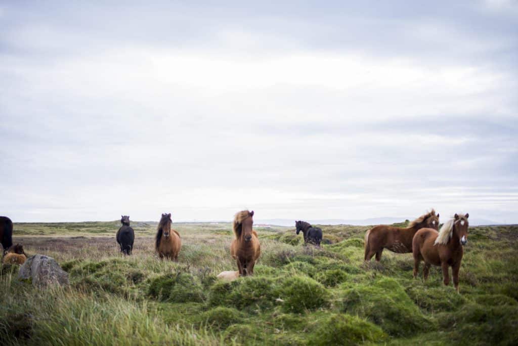 Caballos