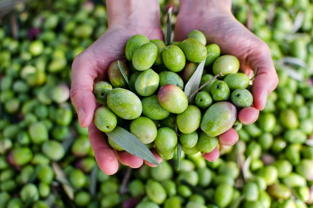 Olivos milenarios