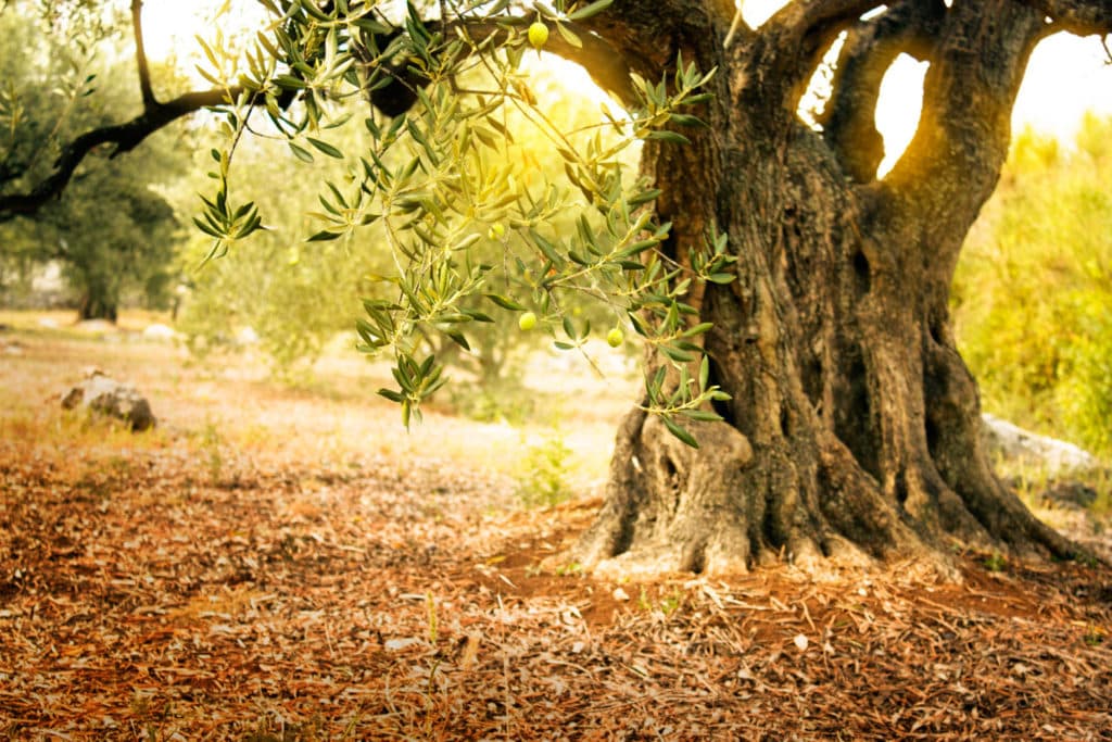 Olivos milenarios