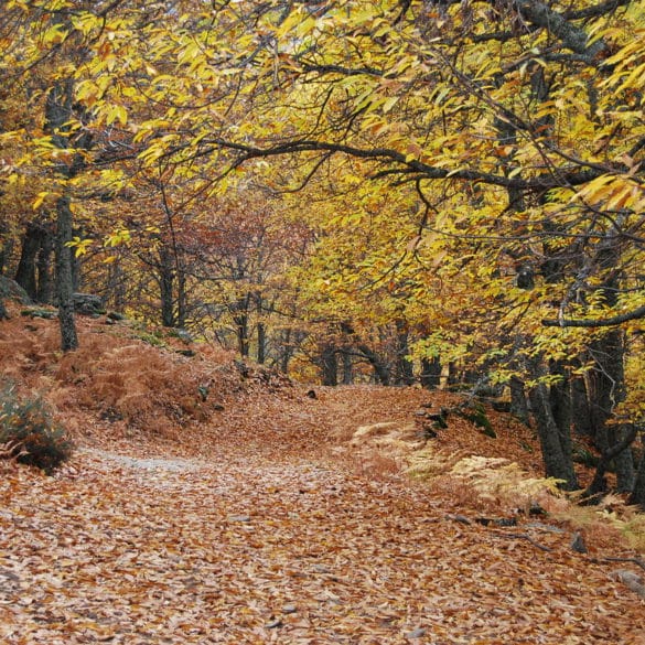 Valle de Iruelas