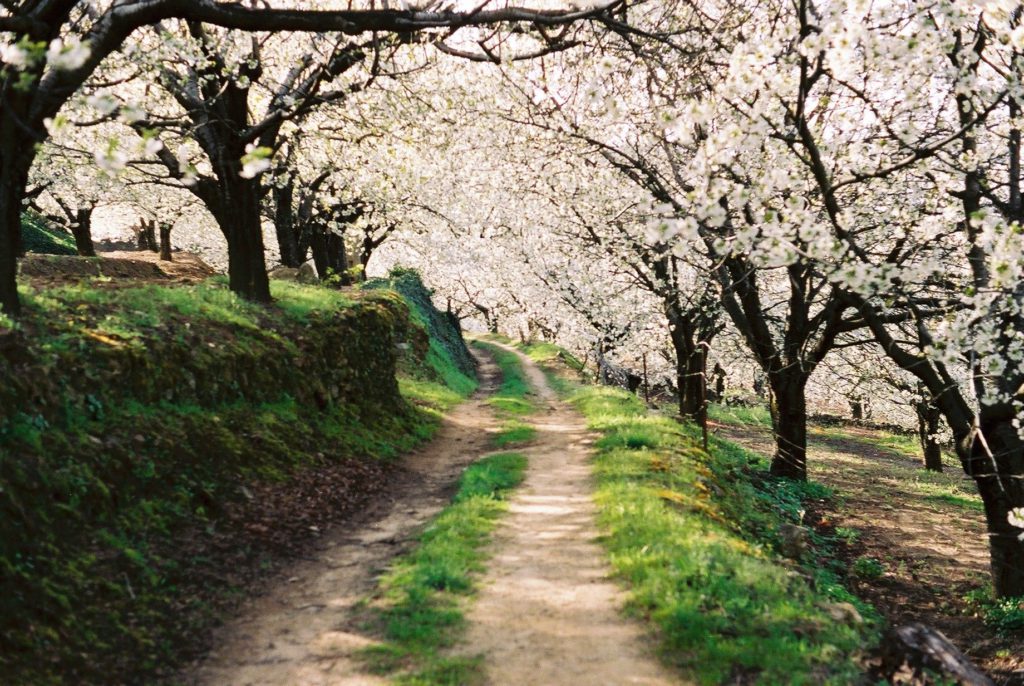 Valle del Jerte