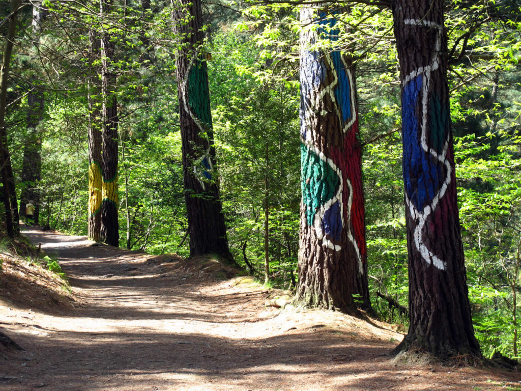 Bosque de Oma