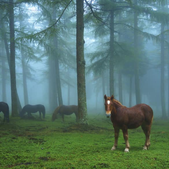 Gorbea