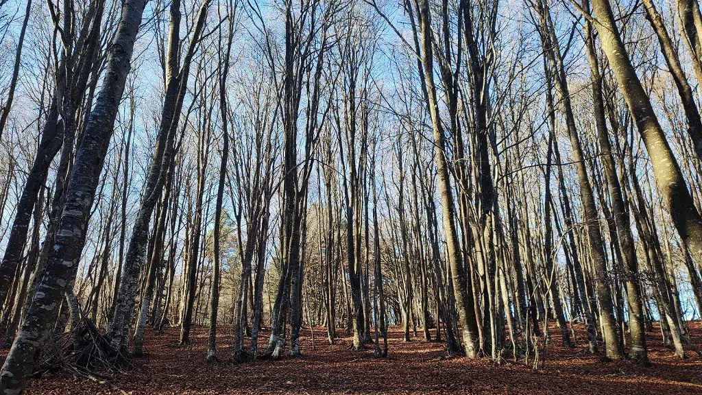 Bosque de Sant Feliu de Pallerols