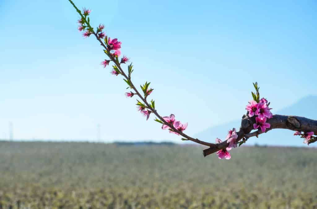 Floración de Cieza