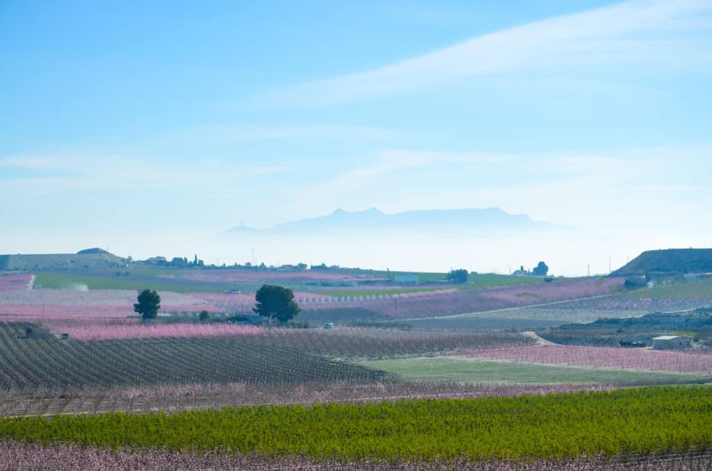 Floración de Cieza