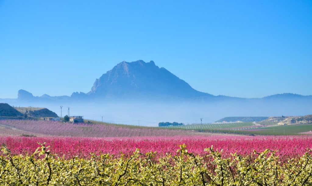 Floración de Cieza