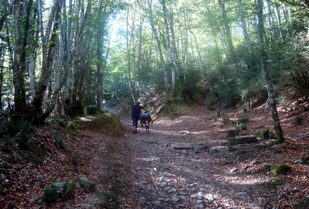 Camino de Santiago