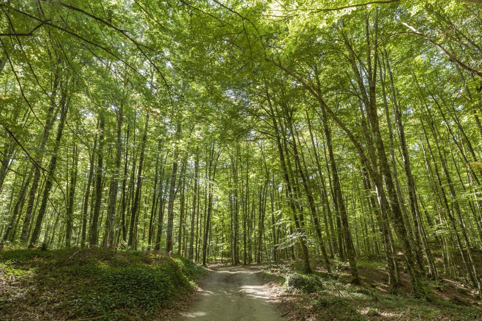 excursion la fageda d'en jorda