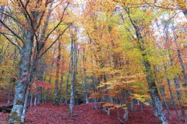 Planes para una escapada rural en otoño en Madrid