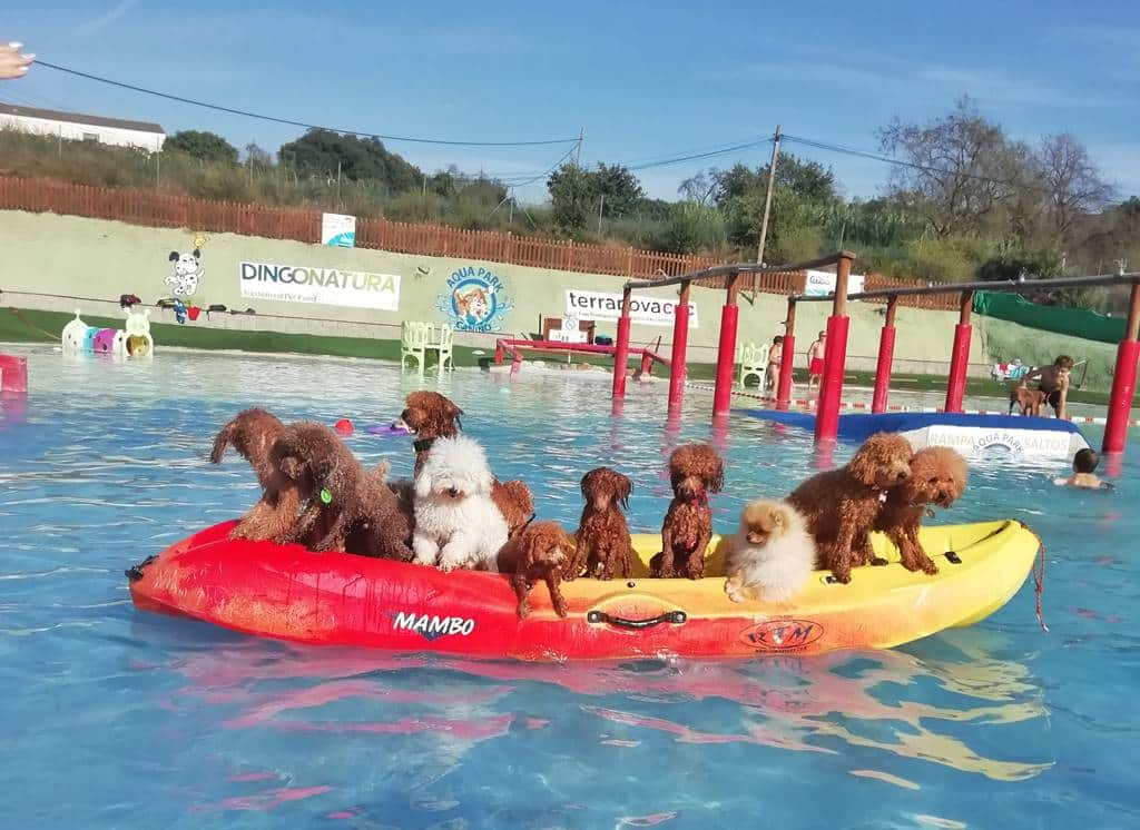 Un parque acuático para perros