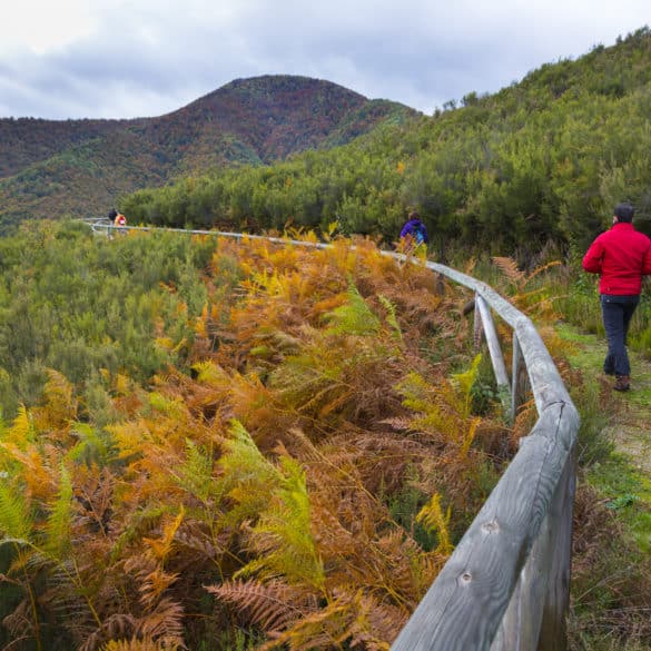 Muniellos Nature Reserve, Fuentes del Narcea, Degaña e Ibias Natural Park, Asturias, Spain, Europe