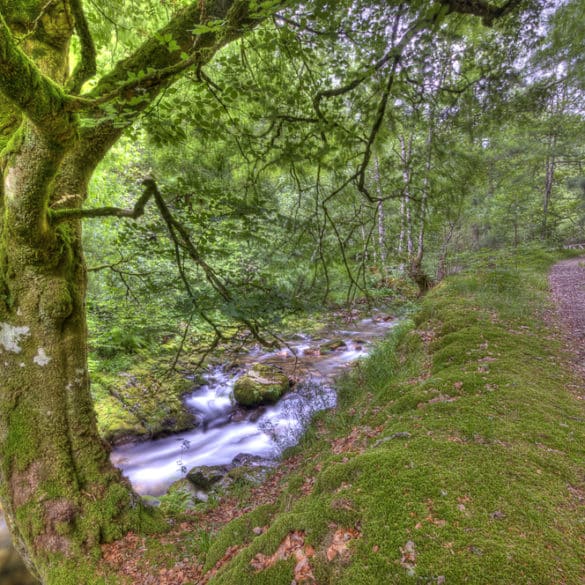 http://www.shutterstock.com/es/pic-106275176/stock-photo-muniellos-forest-asturias-spain.html?src=caj1qrbxSbm2Jwakd_pZbg-1-5