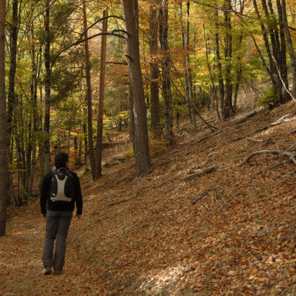 Bosque de La Tejera Negra en Otoño