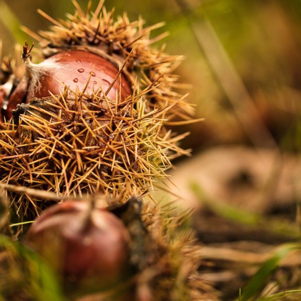 Castañar de El Tiemblo en otoño