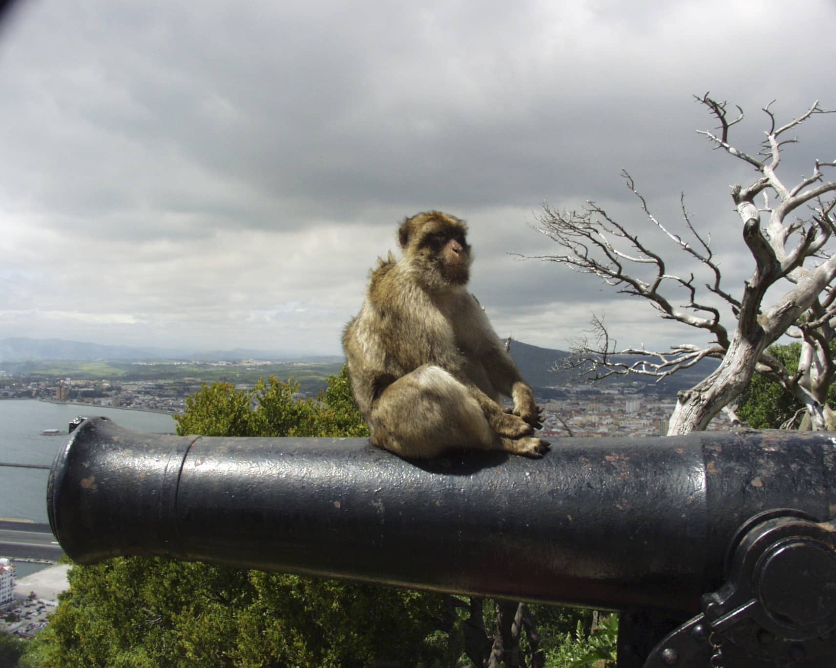 gibraltar, monkey, cannon