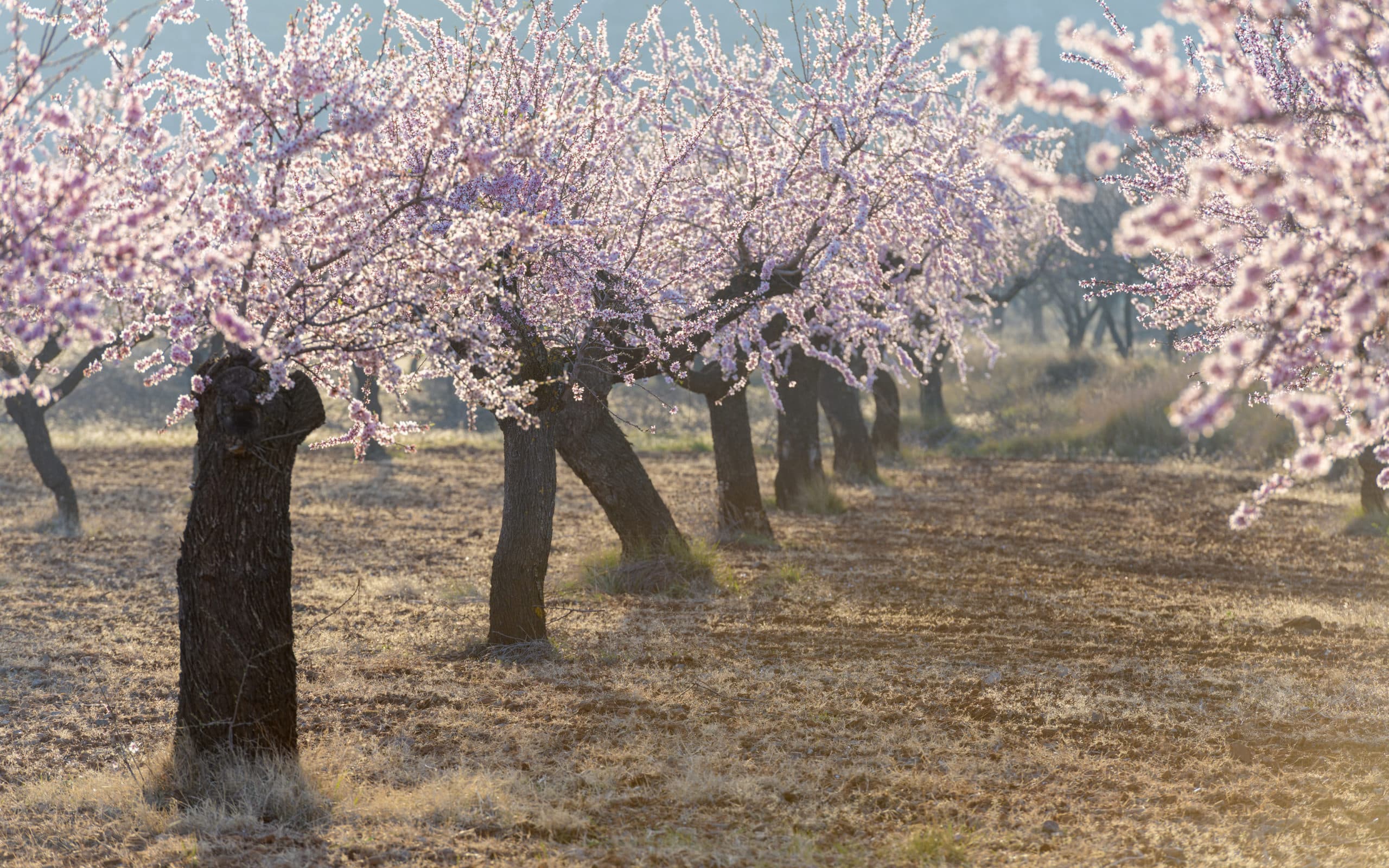 Floración en los campos de almendro cerca de la población de Torás, en la provincia de Castellón. Comunidad Valenciana. España. Europa