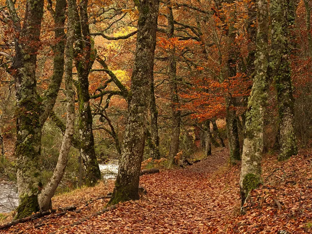 Hayedo de Montejo en la Sierra Norte de Madrid