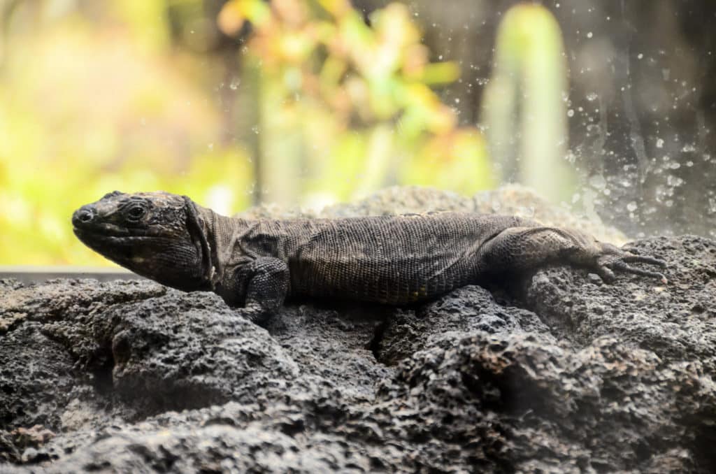 Reptil. Animales que predicen las catástrofes