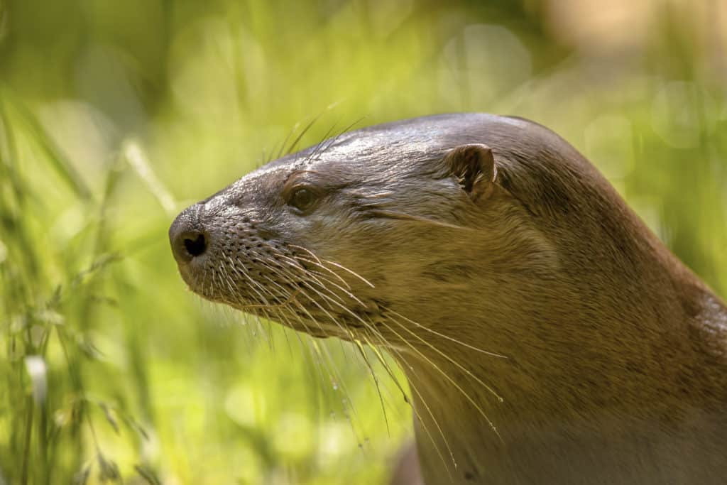 Nutria. Los animales predicen las catástrofes