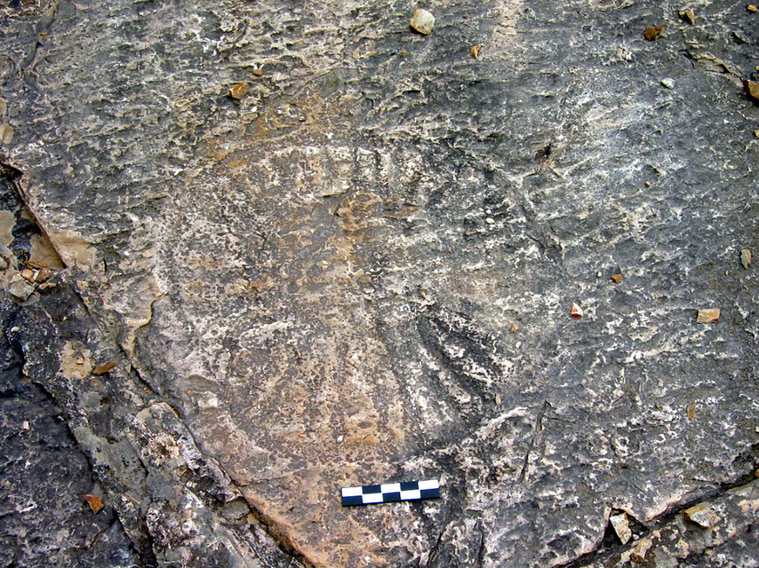 Cementerio de medusas