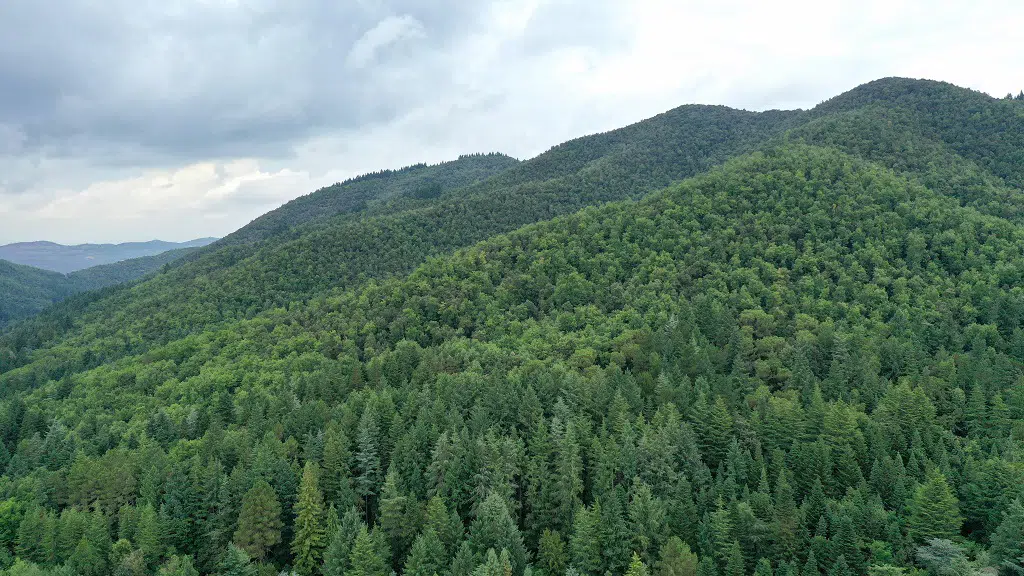 Abetos en el Montseny