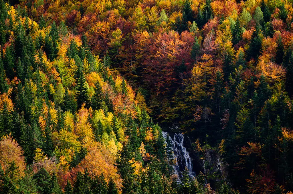 Abetos en el Pirineo aragonés