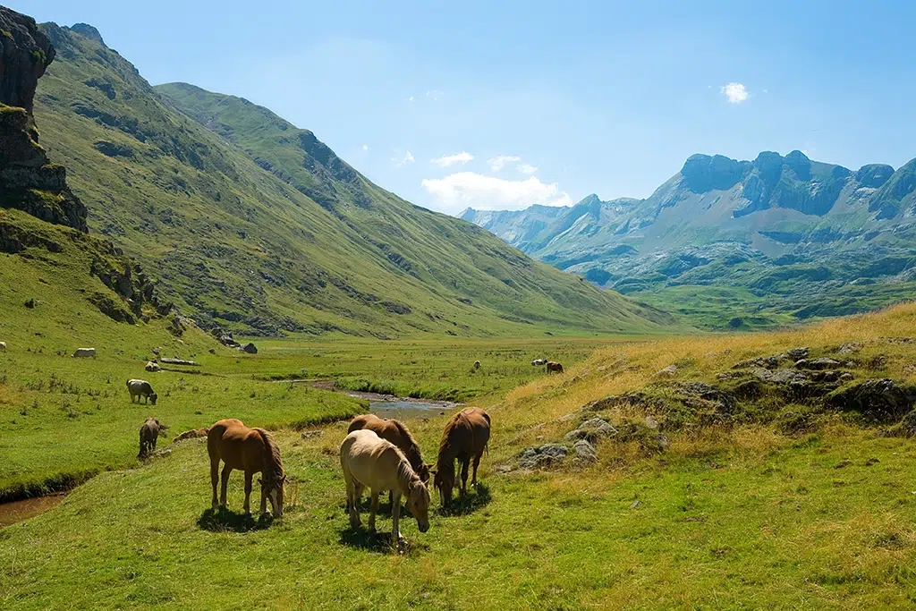 En los Valles Occidentales del Pirineo Aragonés podemos encontrar caballos salvajes, entre otros animales.