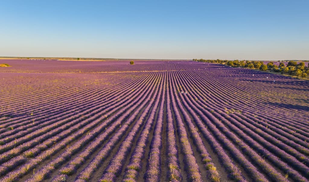 Campos de lavanda en Brihuega