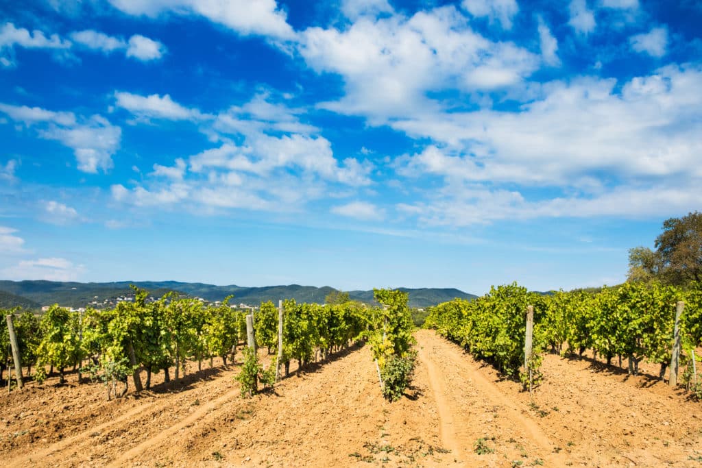 Viñedos en L´Empordà