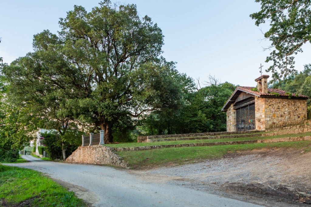 Encina de Colindres, árbol del año