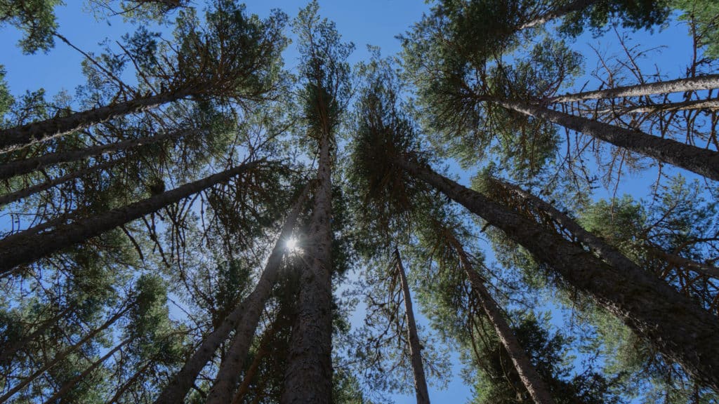 Bosque de La Dehesa, Teruel