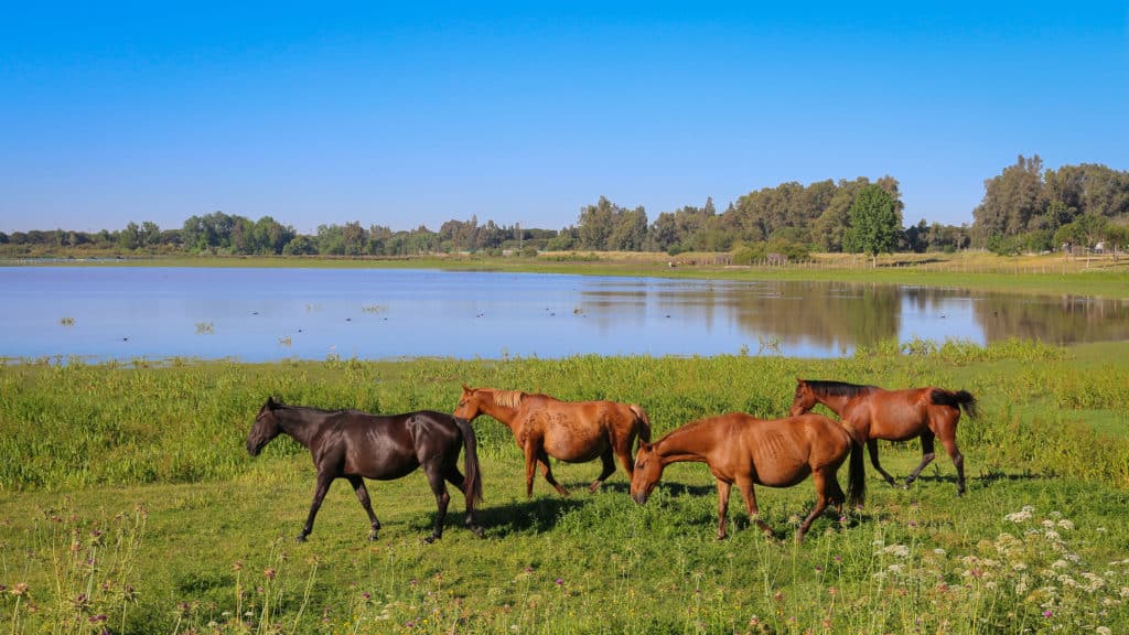 Parque Nacional de Doñana