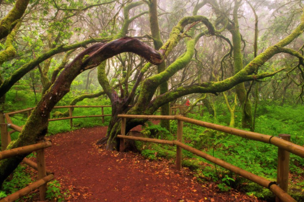 Bosques de España: Garajonay