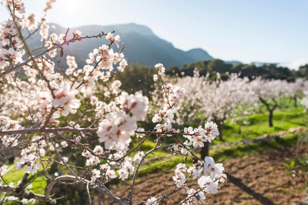 Almendros en la sierra de la Tramuntana