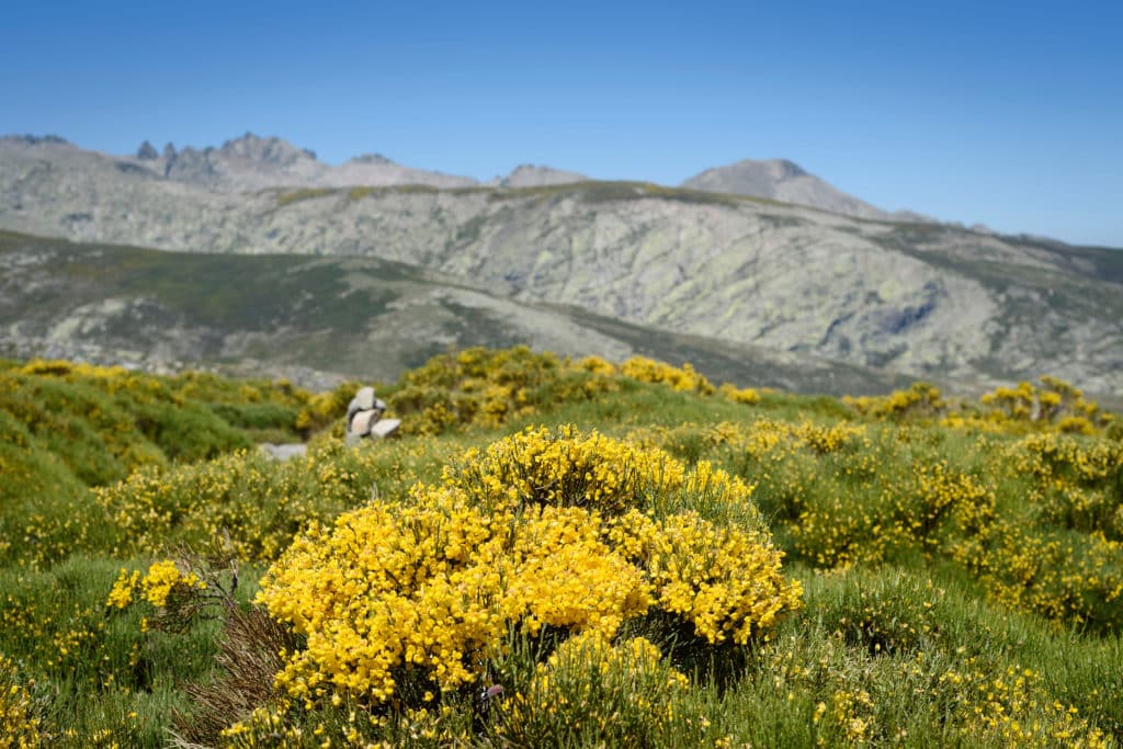 Piorno en Gredos