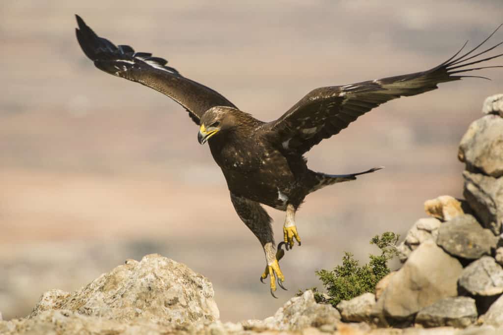 Aves en Sierra Espuña