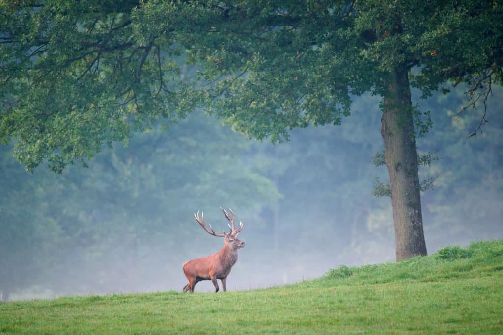 Cervus_elaphus_Luc_Viatour_1